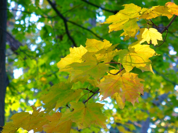 Image: Amanda Stiver